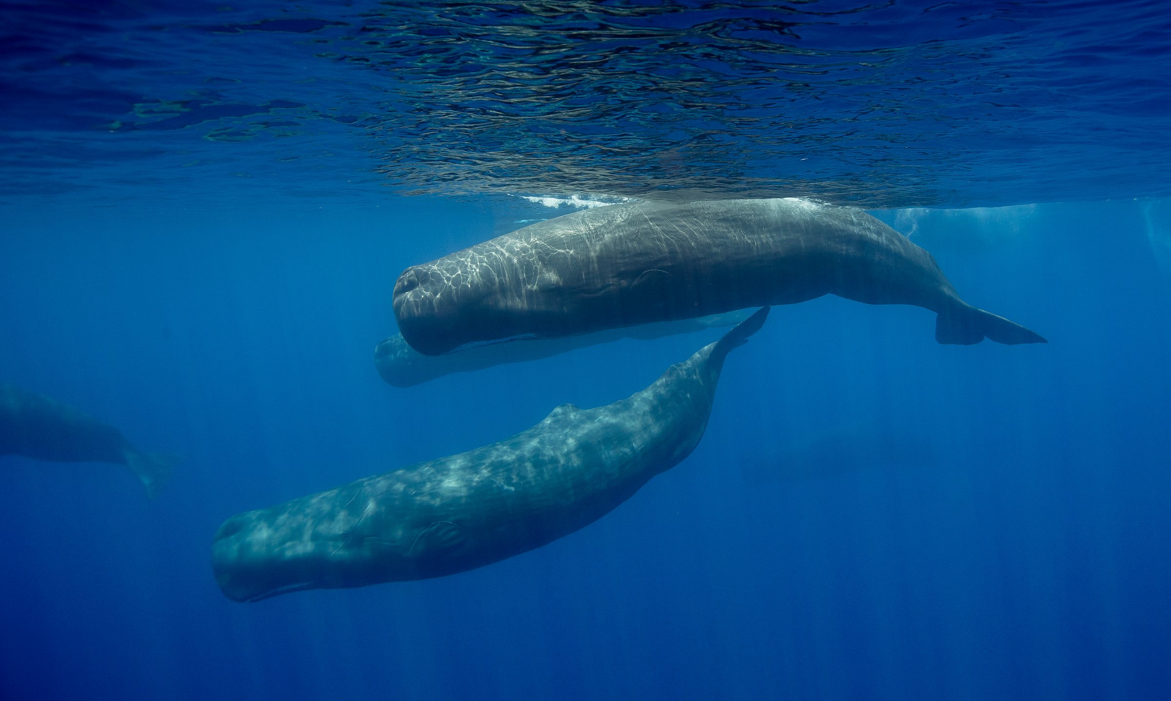 Sperm Whale Armada, Kalpitya 2015. Authorised Photographic boat.
