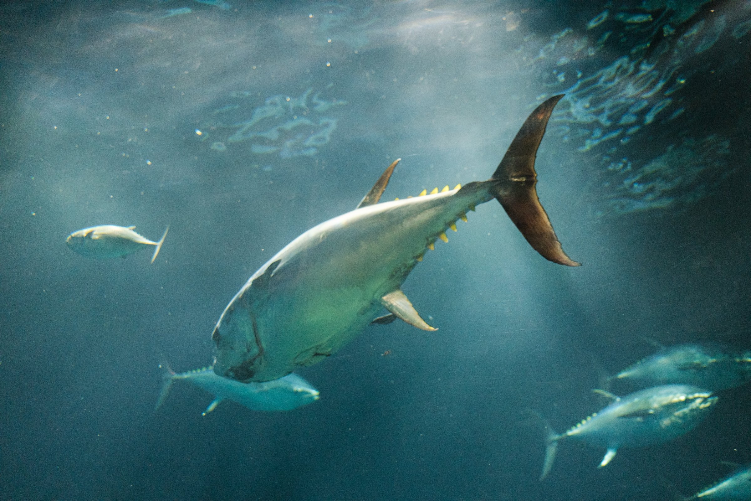 Majestic Tuna Swimming in the Deep Blue Ocean