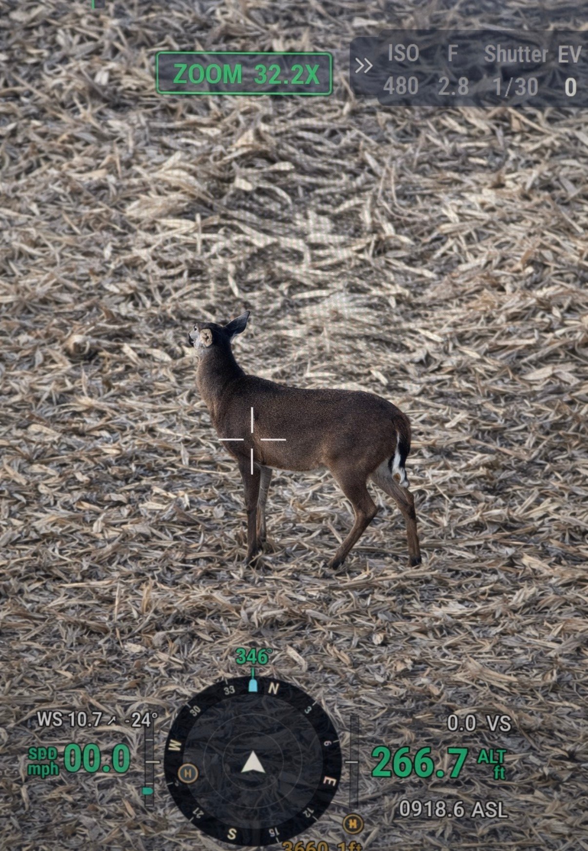 Whitetail Recovery LLC deer recovery