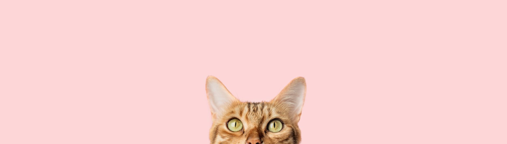 Beautiful funny bengal cat peeks out from behind a pink table with copy space