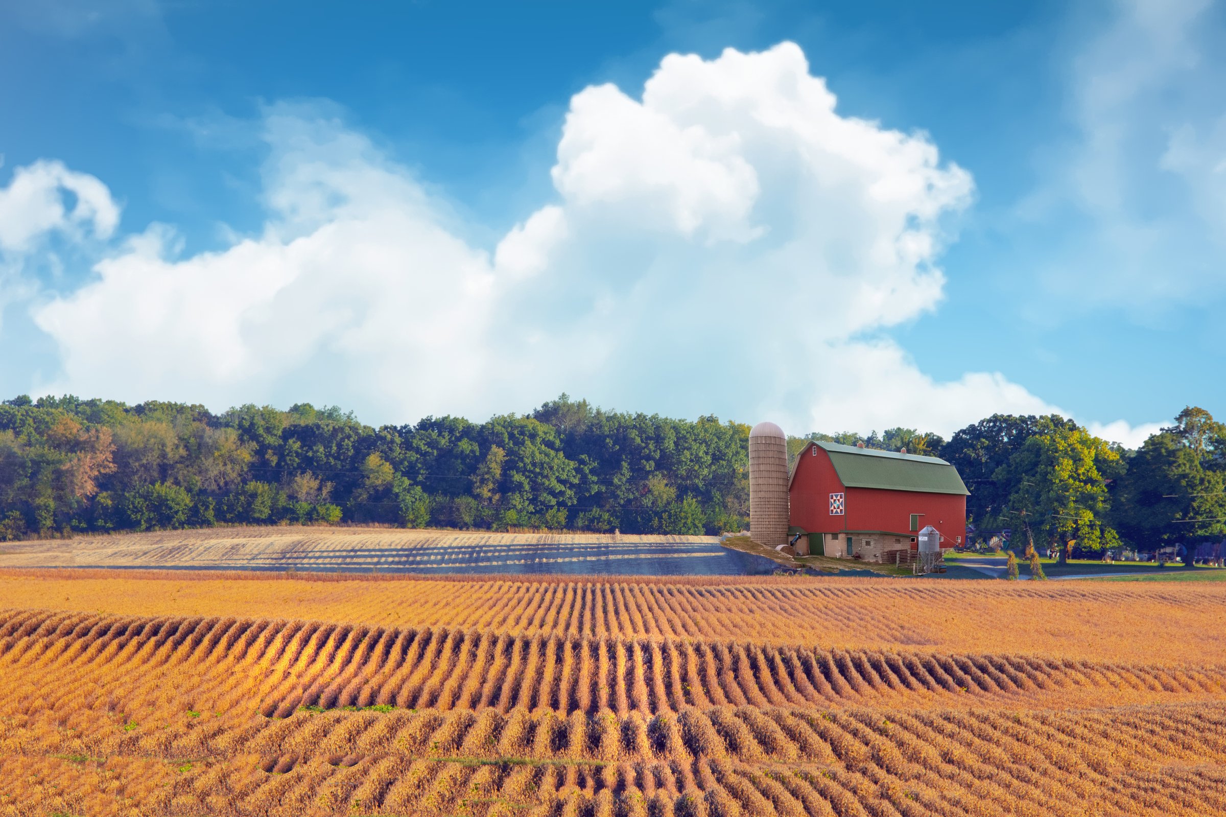 Rolling soybean field with red barn- Central Wisconsin
