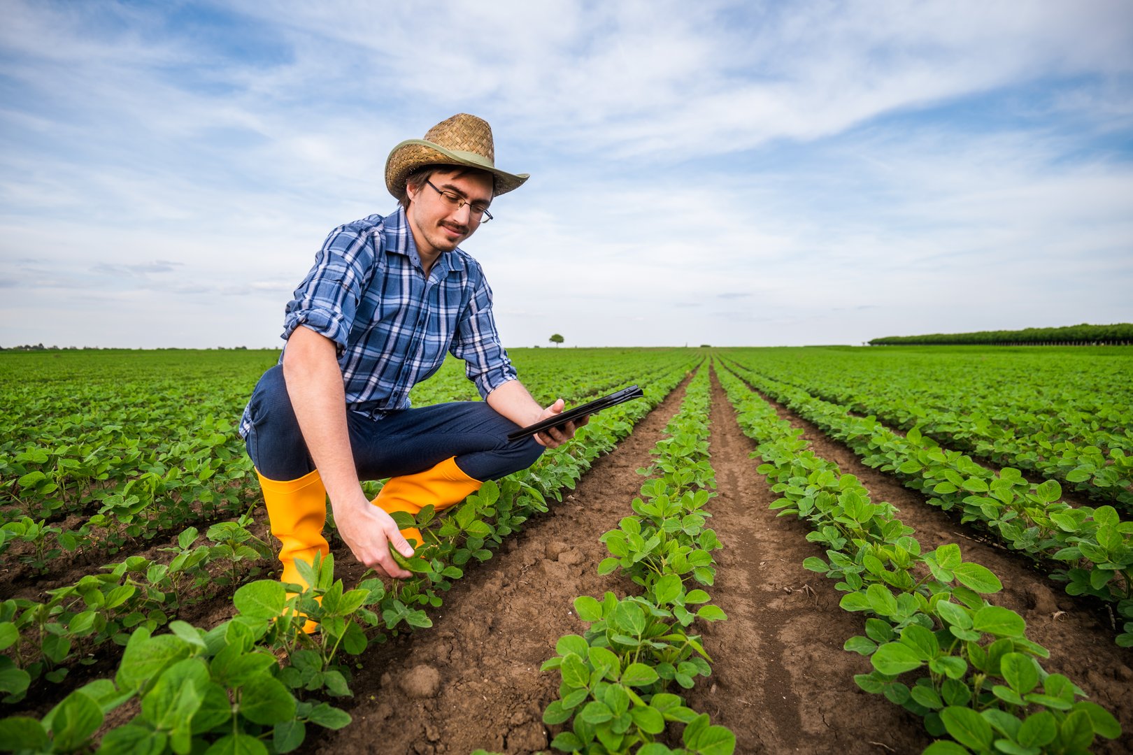 Farmer in soybean field