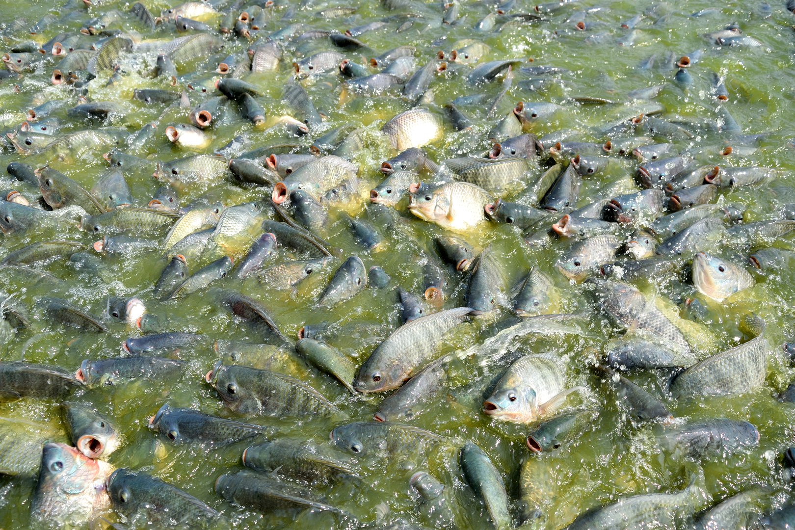 The pic show a lot of The Tilapia fish in the pond, It want to feed and so hungry at Aquaculture farme in Chiang Rai,Thailand.