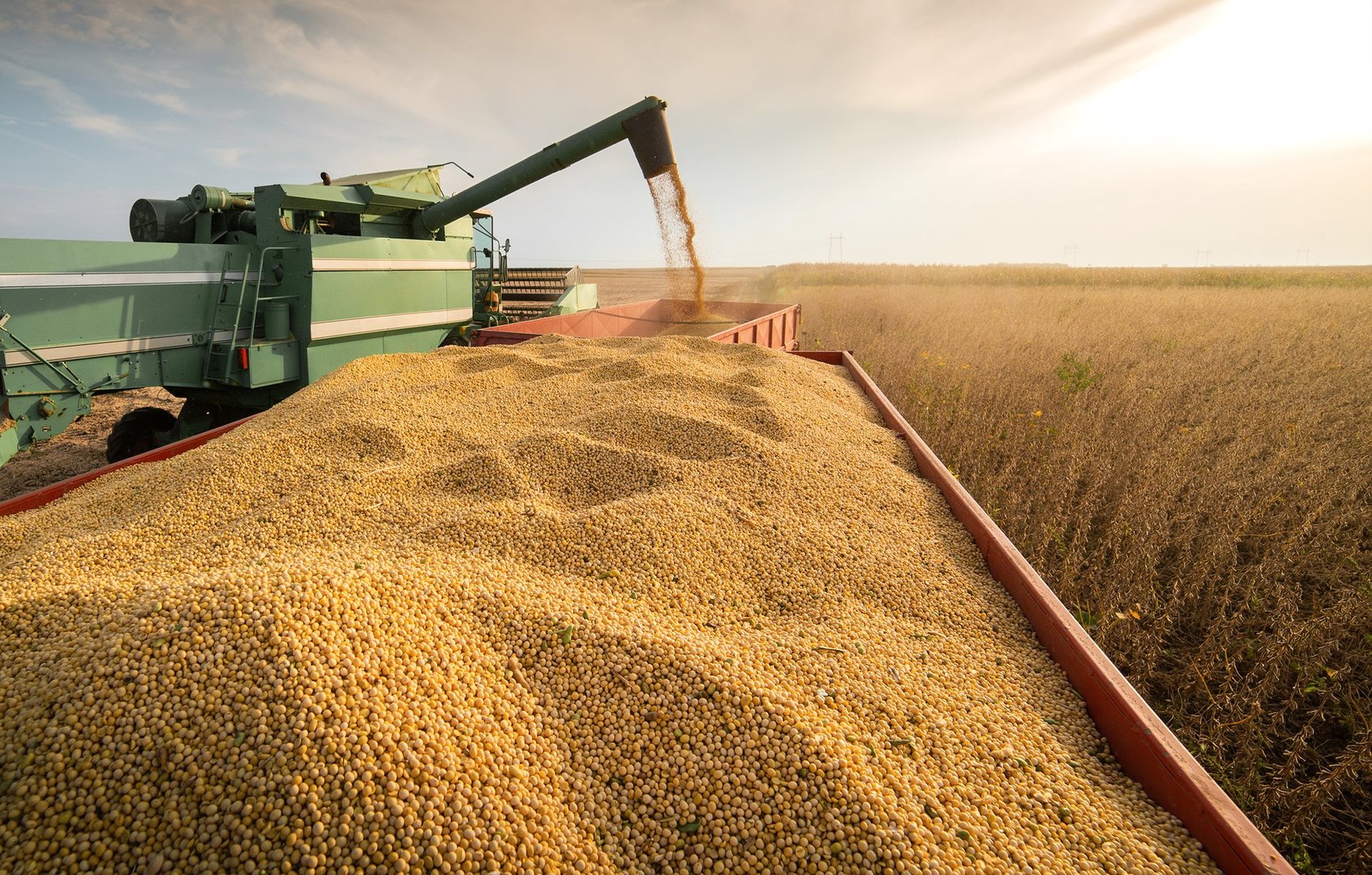 A combine harvesting soybeans at sunset