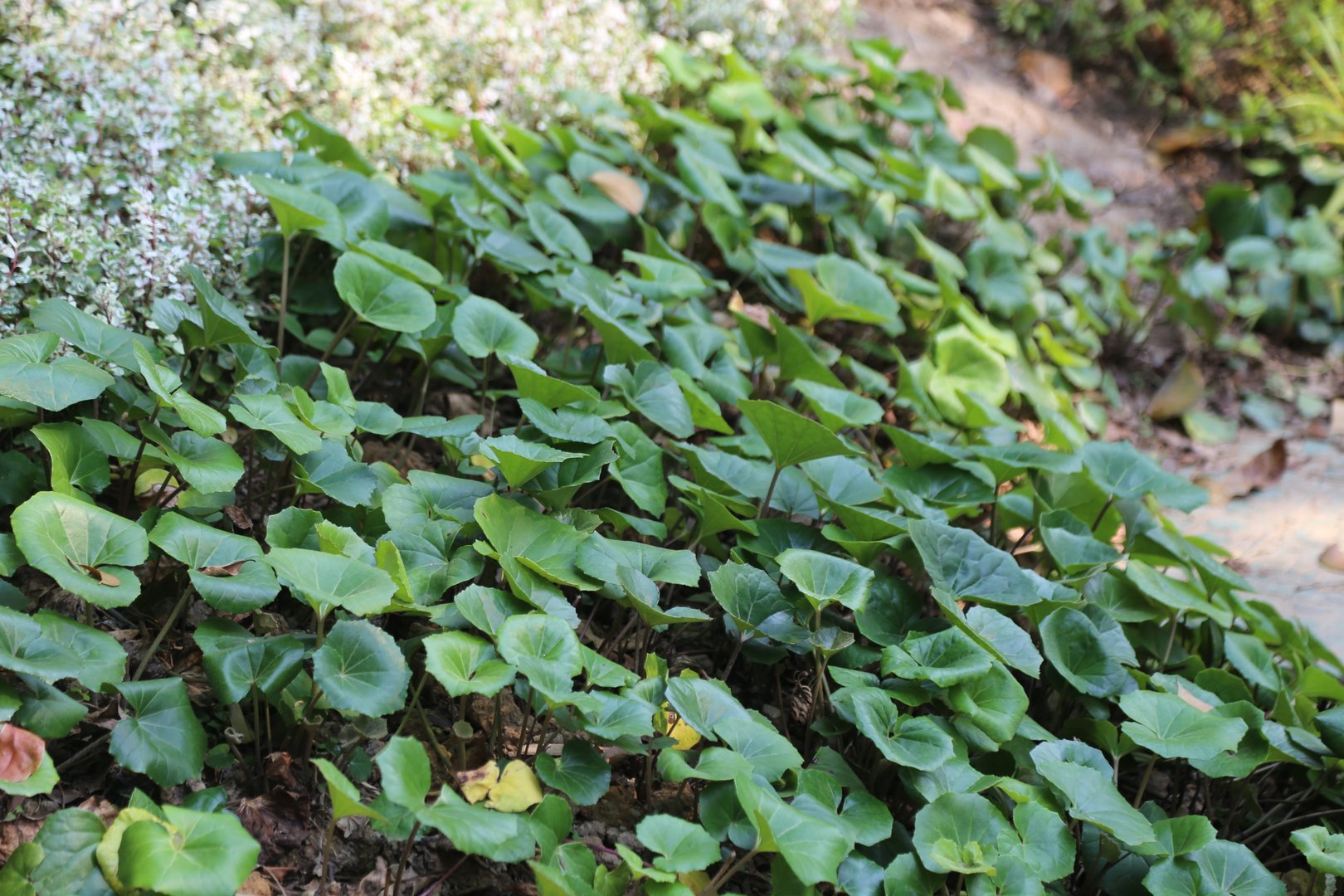 Aquarium plants and aquascape