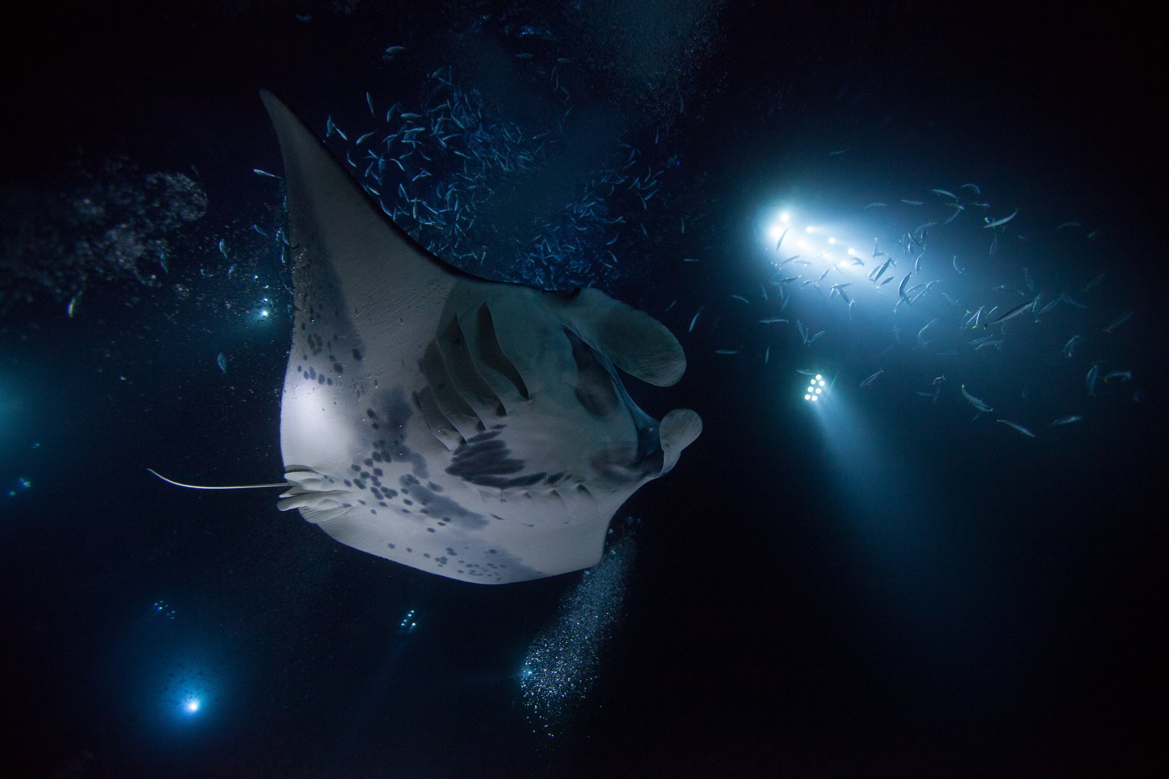 Night manta ray snorkeling in Hawaii