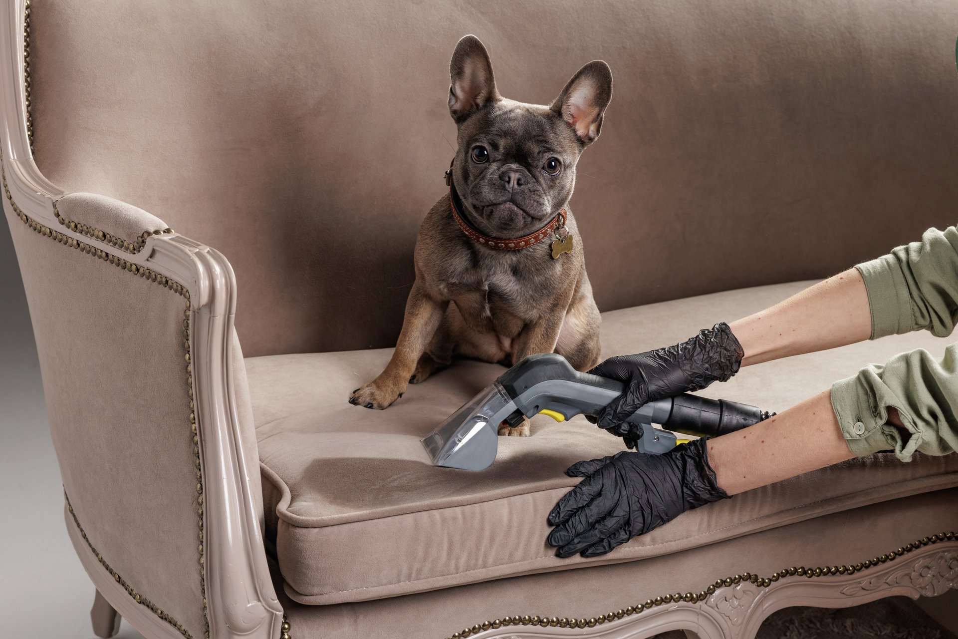 Polsterreinigung Wien - Professionelle Entfernung von Tierflecken und Hundeurin auf Sofa