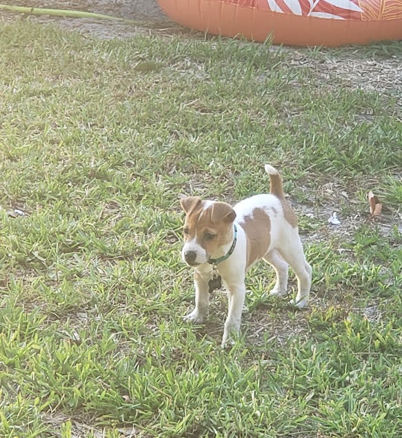 Adorable baby Pancho as a tiny puppy showing his playful Jack Russell spirit