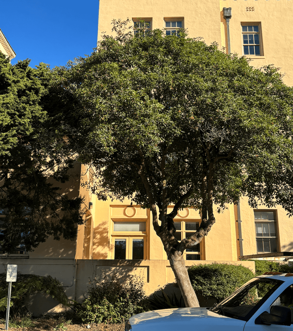 Laguna Hospital Tree Service image 3