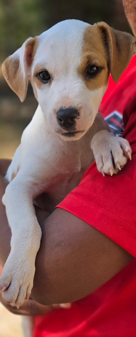 Jack Russell Terrier male puppy available from Tomlin Farms