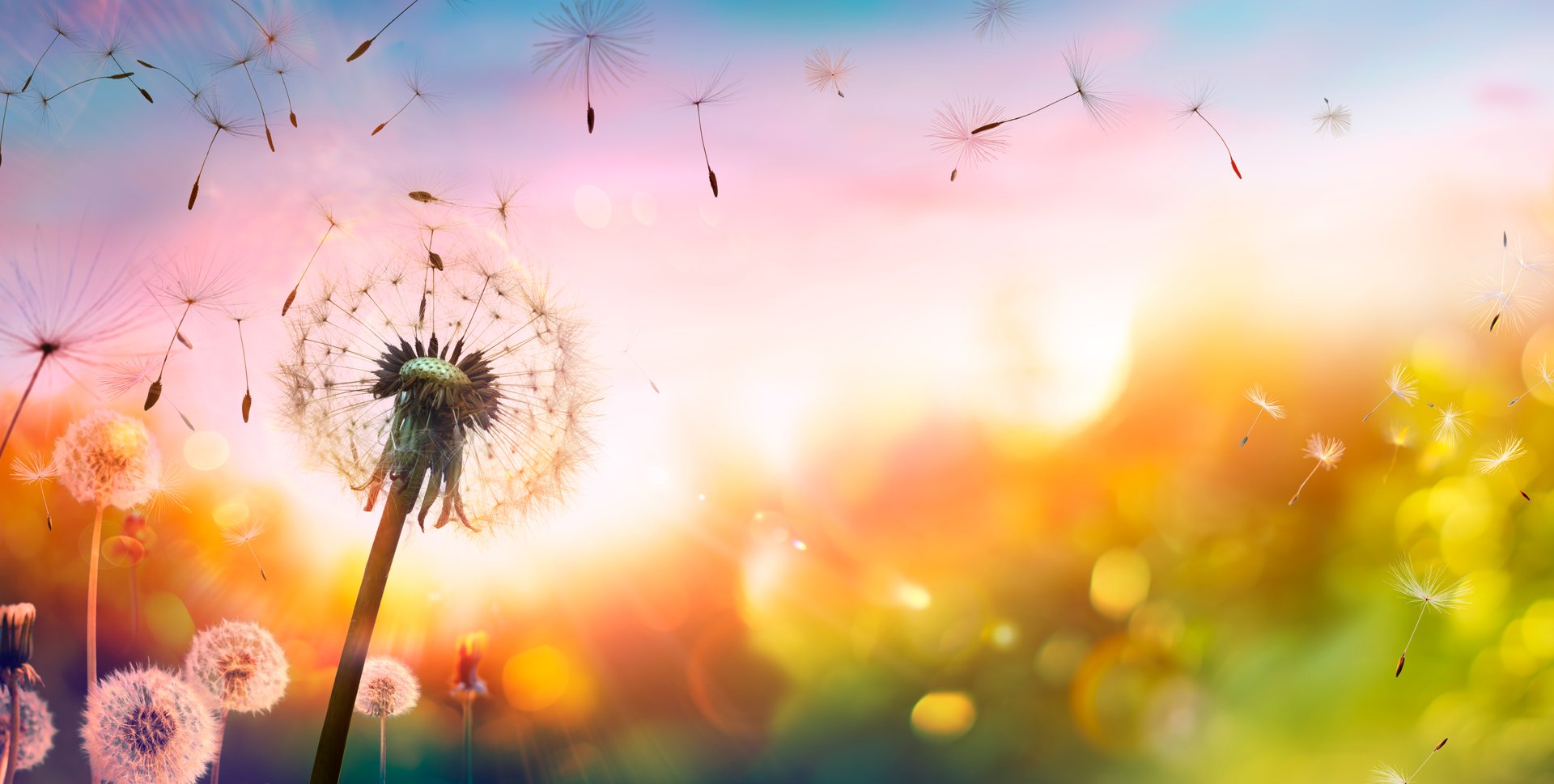 Dandelion seeds flying in sunset sky