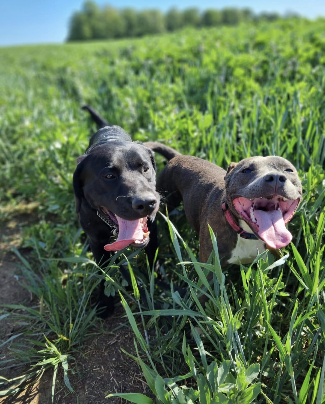 VIPuppy Dog Walking Service