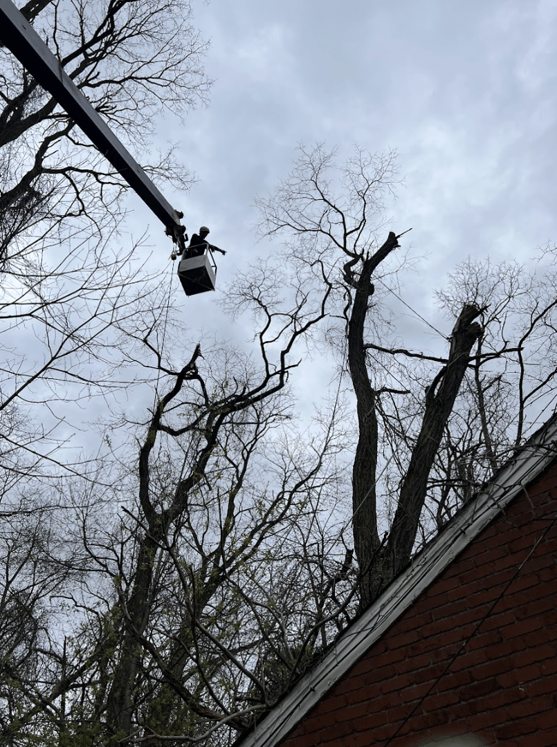 Tree Removal Project