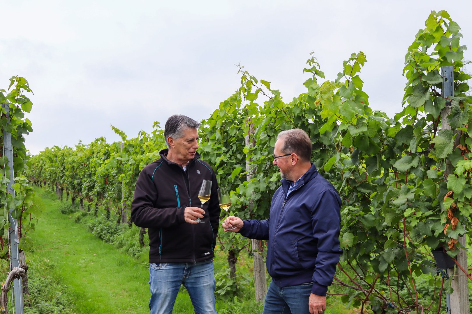 Belle Source vineyard