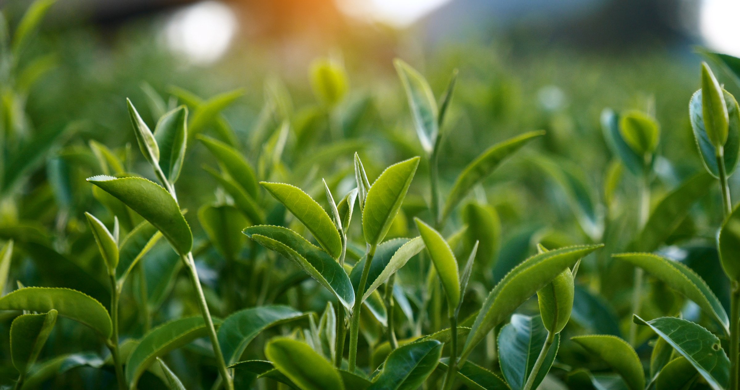 Fresh Green tea tree leaves in eco herbal farm. Tree tea plantations in morning sun light. Freshness herbal green natural garden farmland. Drinking organic relax heath plant. Green tea tree in farm