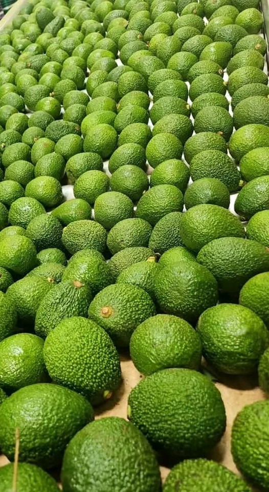 Fresh produce pile ready for export quality control