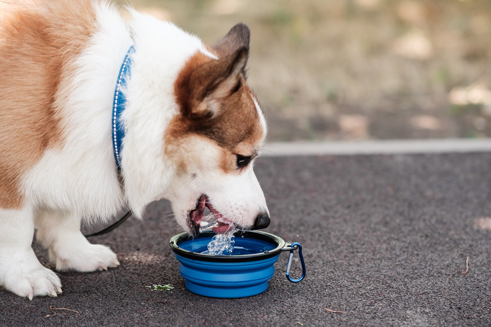 Pembroke Welsh Corgi dog walks in a city park on a sunny day. Drinks water from a collapsible bowl. Cheerful fussy puppies. Raising puppies, cynology, training