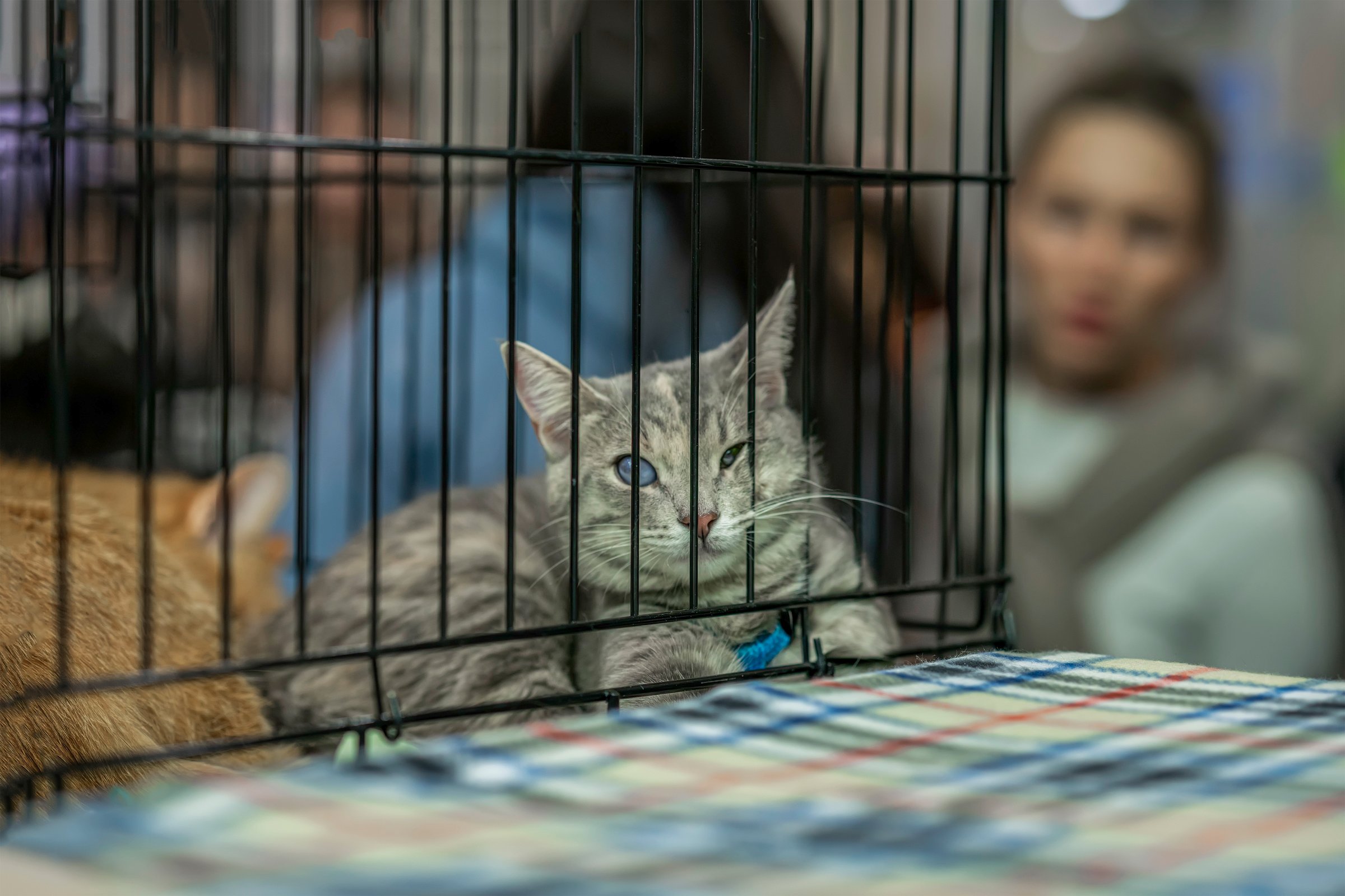 Lonely adult cat with eye problems lying on cage of shelter and waiting at Loving owner. Shelter for homeless pets, kindness concept