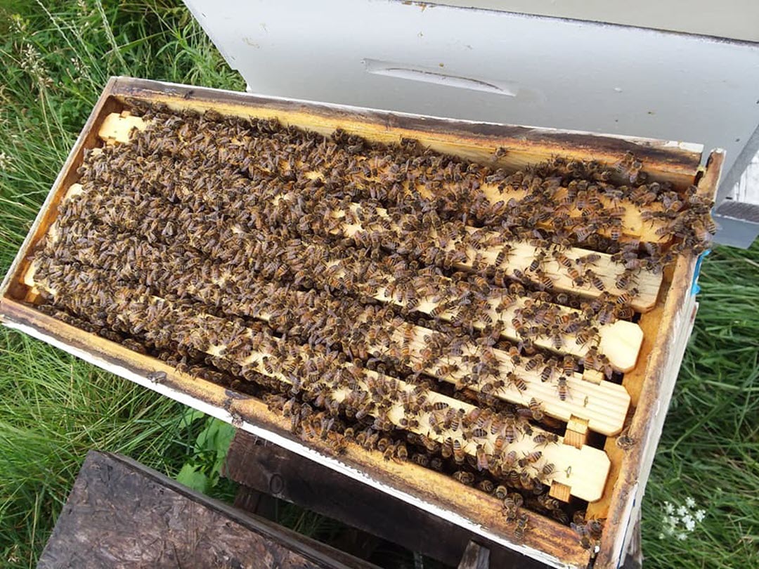 overwintered nuc