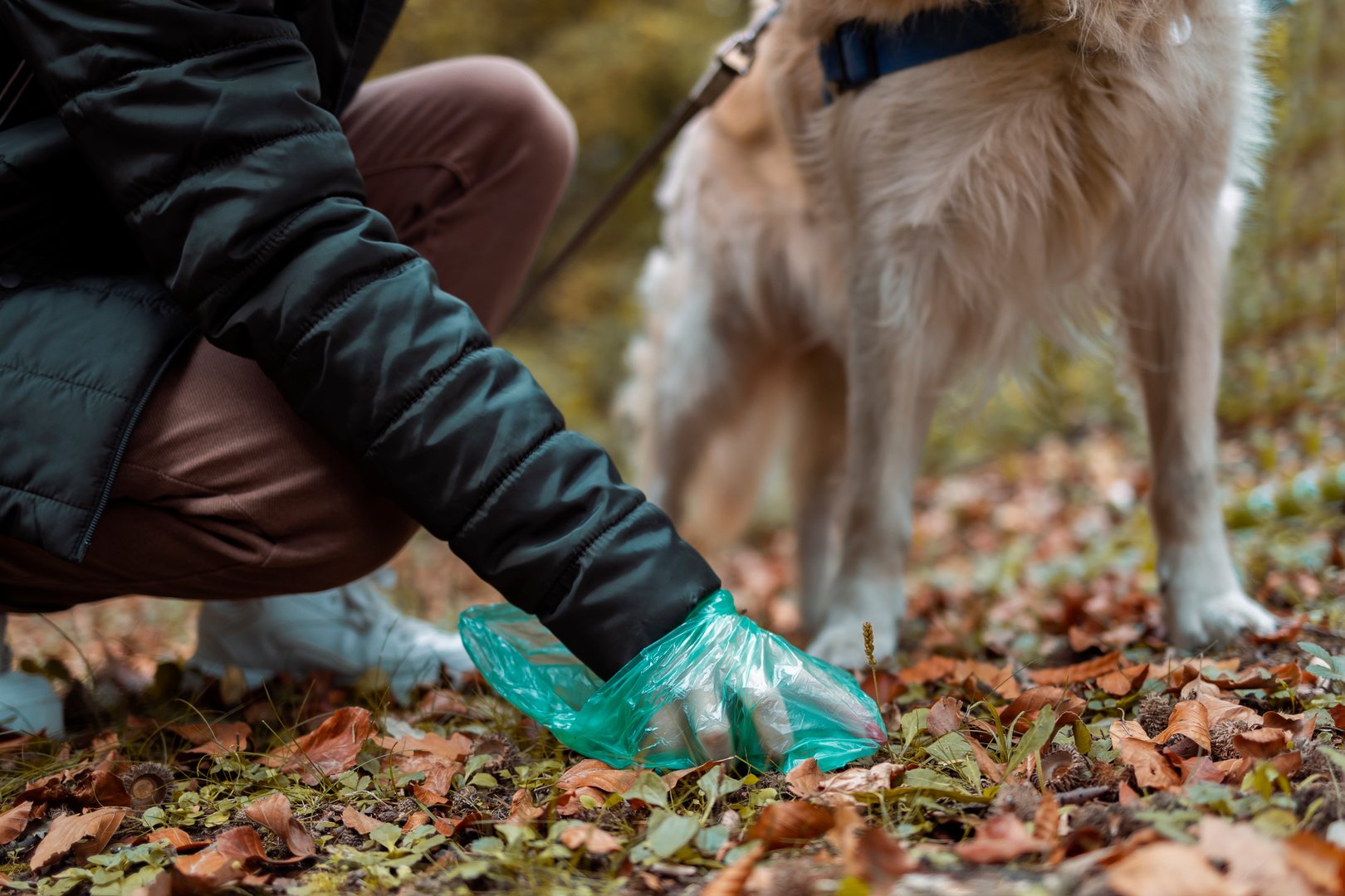 Woman cleaning up after dog