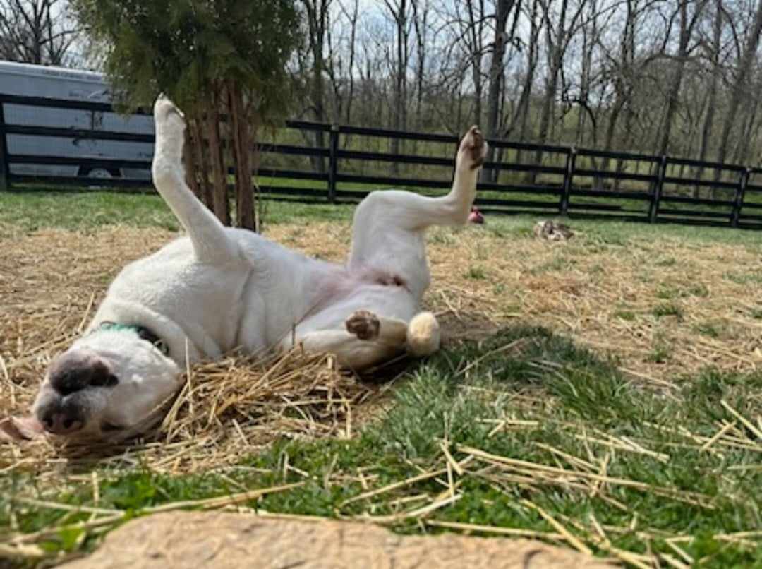 Adorable dog enjoying playtime