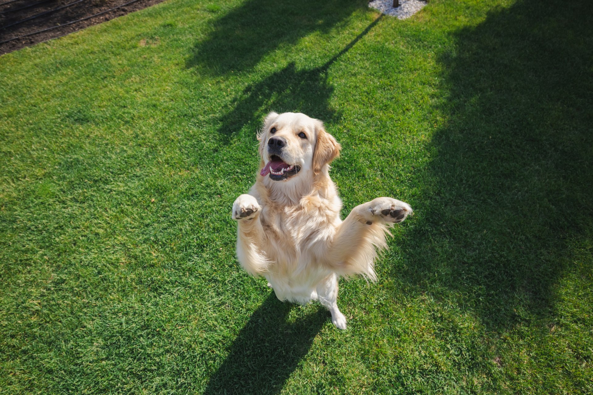 Energetic golden retriever jumps on hind legs, mouth open to grab a purple toy ring during outdoor play on fresh green grass under bright sunlight