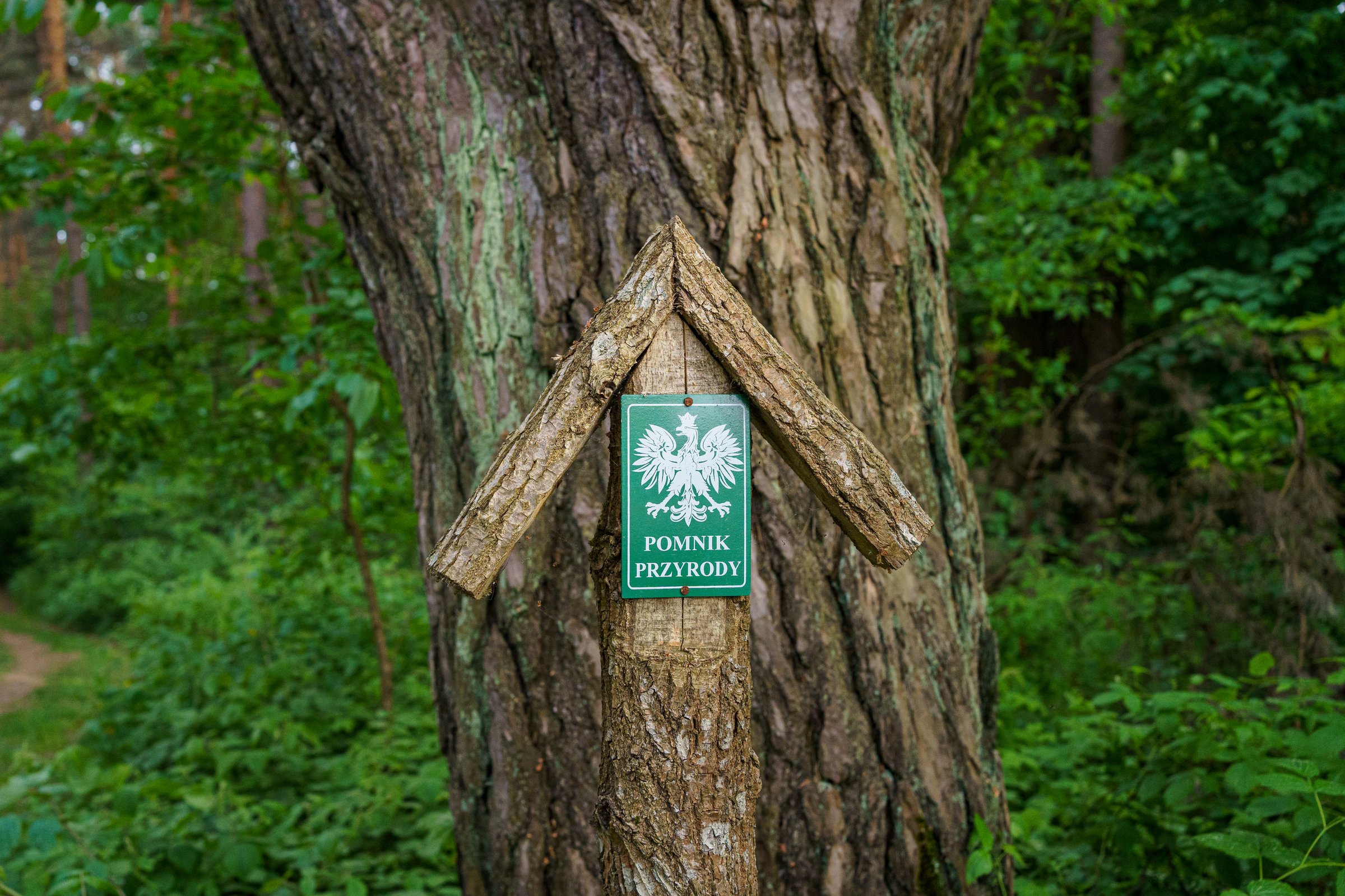 Stare Brusno, Subcarpathian, Poland - 11 May 2024: designation of a natural monument in the form of a pine tree