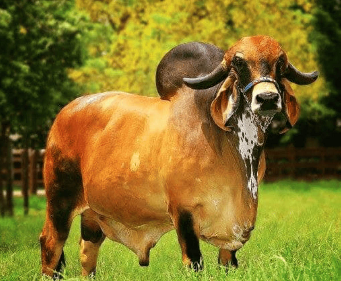 Fardo FIV F. Mutum - Toro Gyr lechero hijo de Radar Dos Pocoes