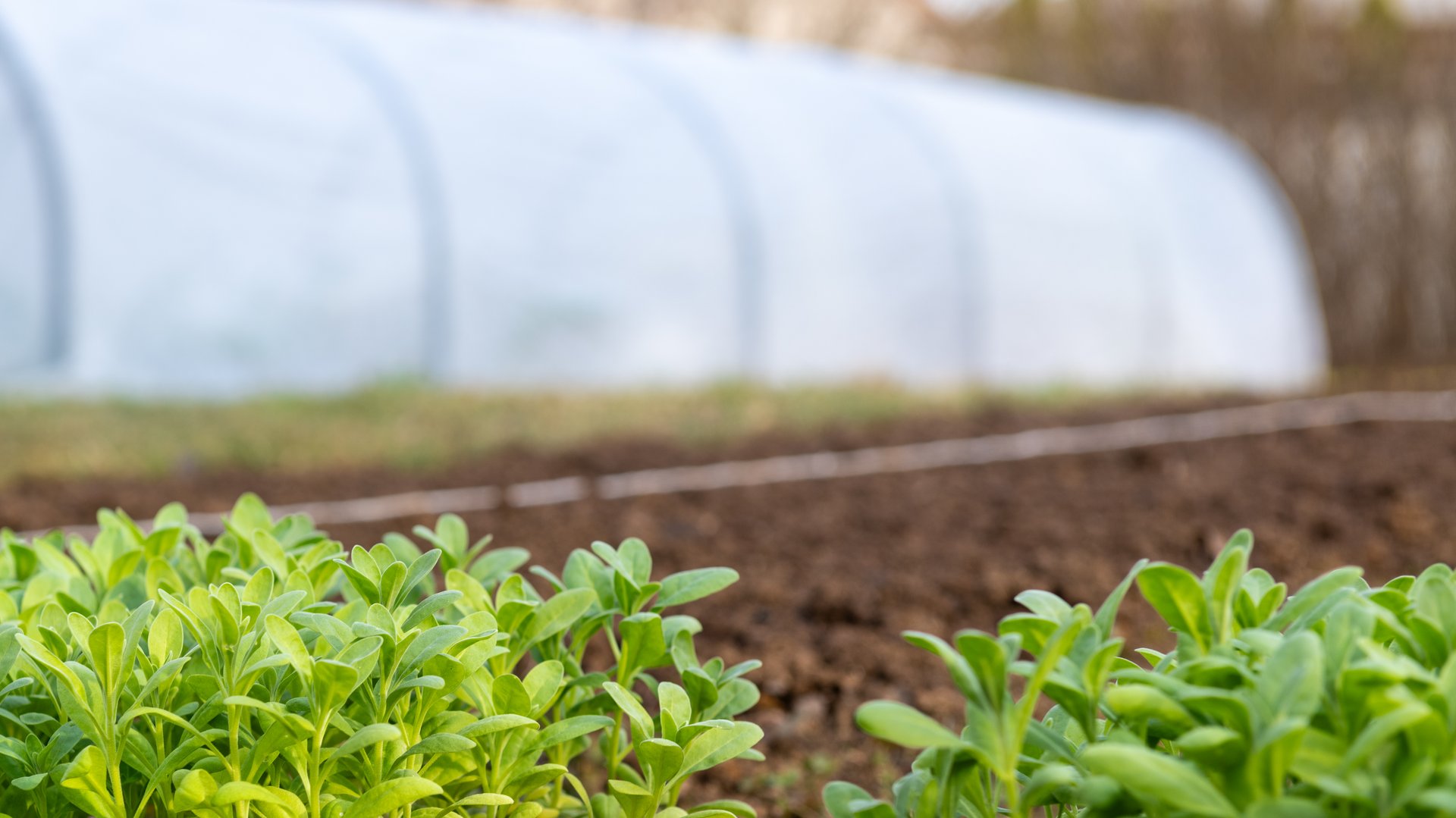 Young flower seedlings. Healthy stock matthiola seedlings ready to be planted in a flowerbed with a row cover, polytunnel.