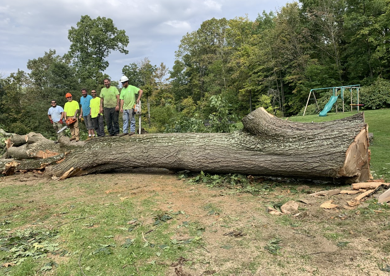 Tree Removal Project