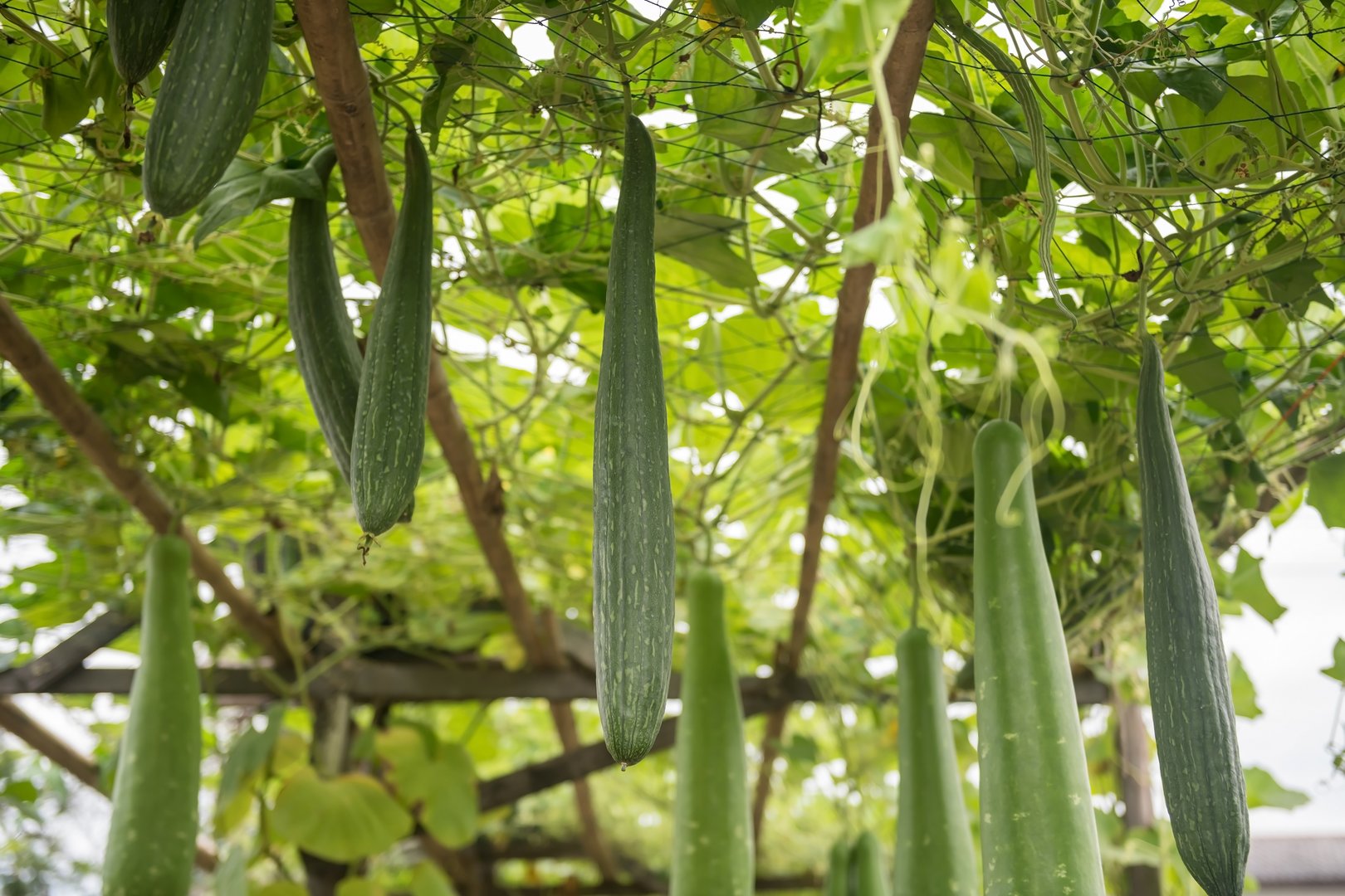 Organic Luffa Cylindrica or Angled gourd vegetable planting on roof net. greenhouse farm of agriculture industry.