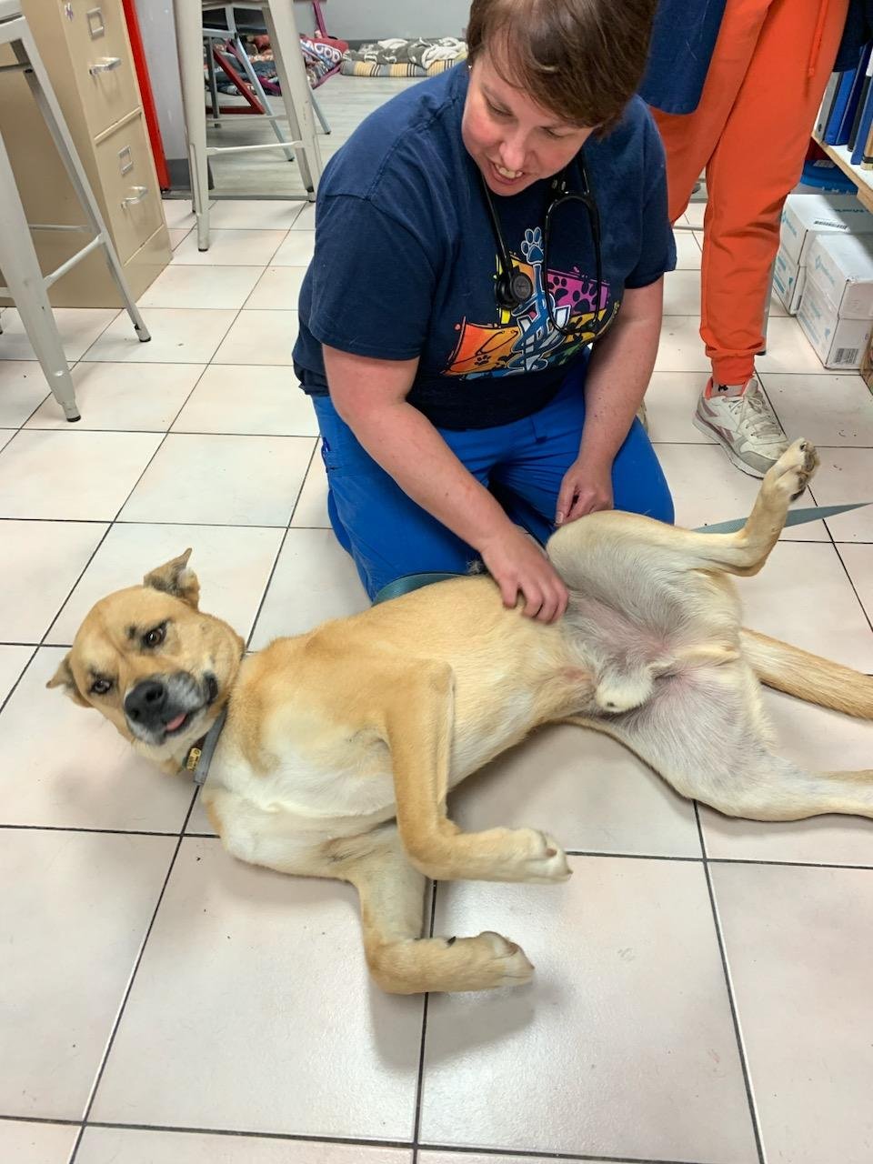 Woman in a blue shirt petting a relaxed dog lying on its back on a tiled floor.