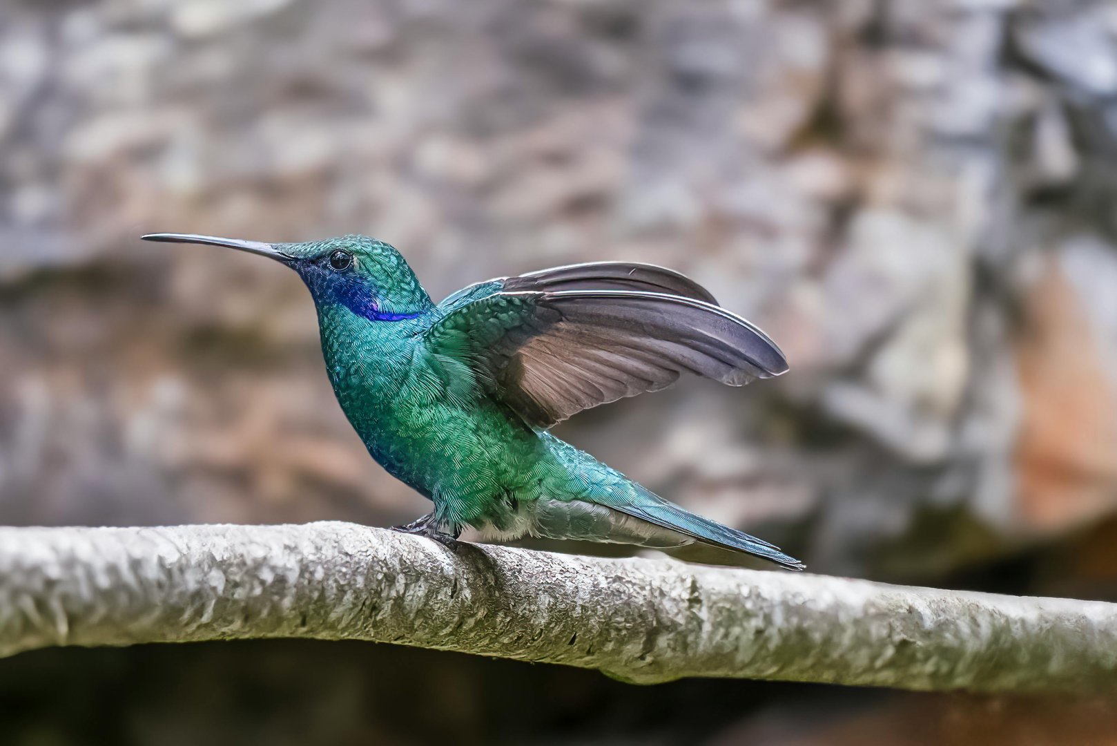 Colombian Hummingbird