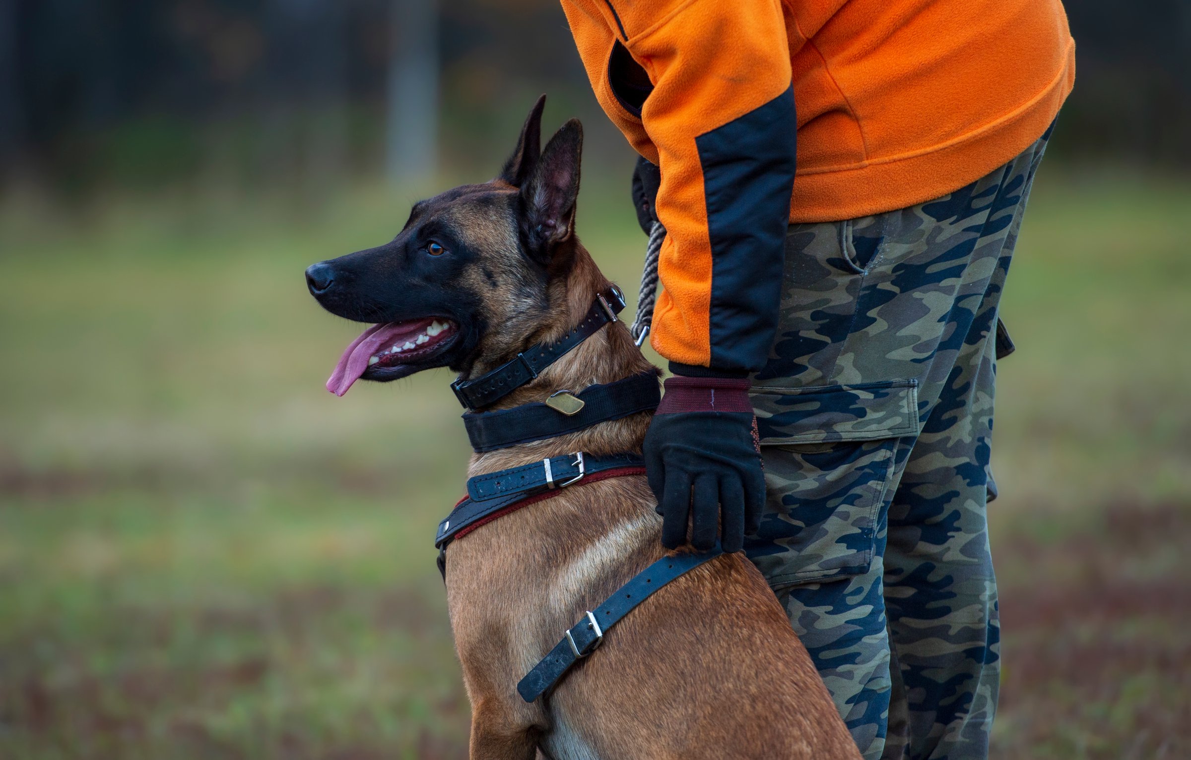 A man in an orange jacket and camouflage pants trains a Belgian Malinois sheepdog. The dog is wearing a leather safety harness.