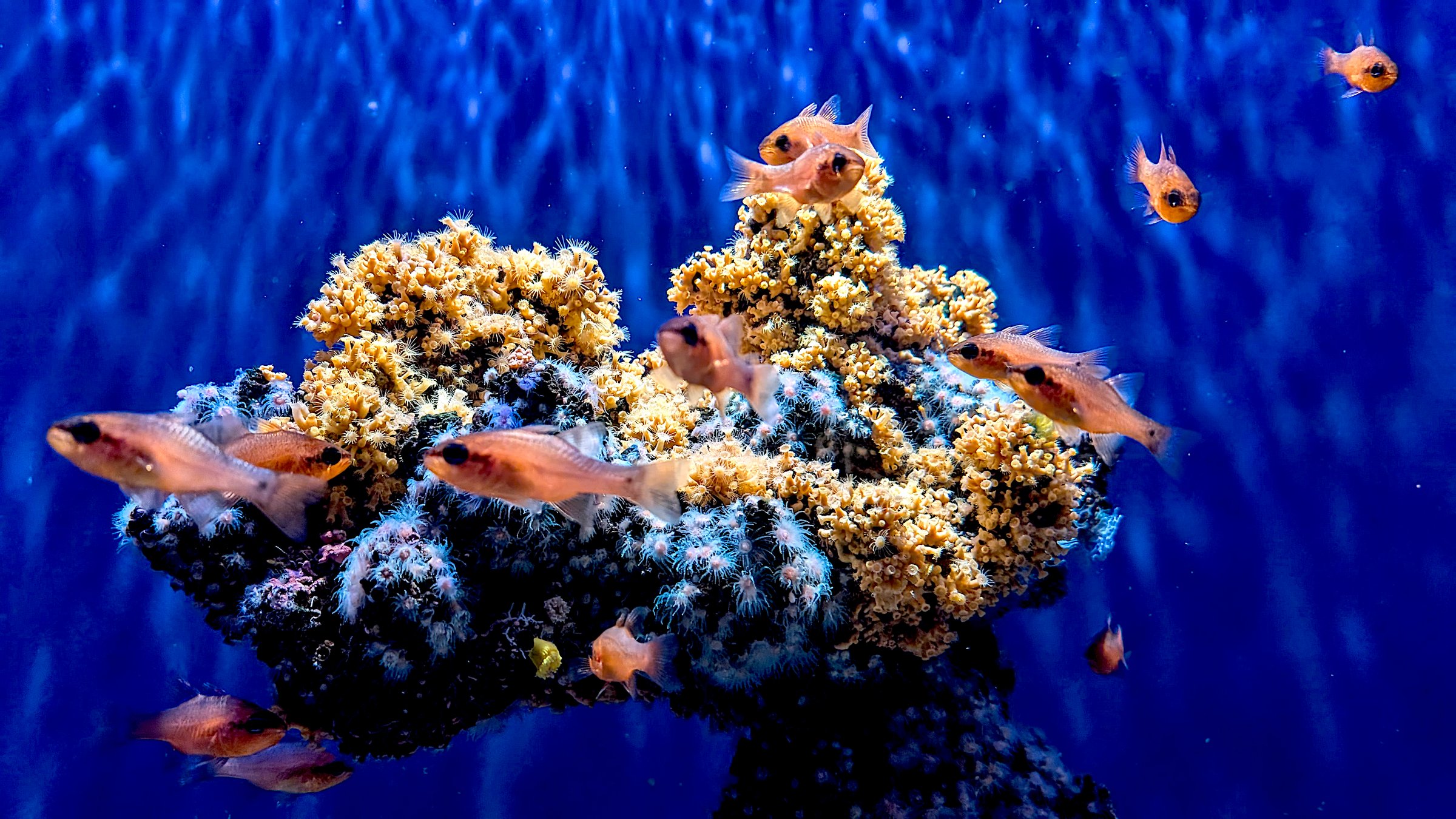 School of fishes Cardinalfish (Apogon imberbis) around the coral on a blue background. Exotic tropical fish. Vibrant underwater scene