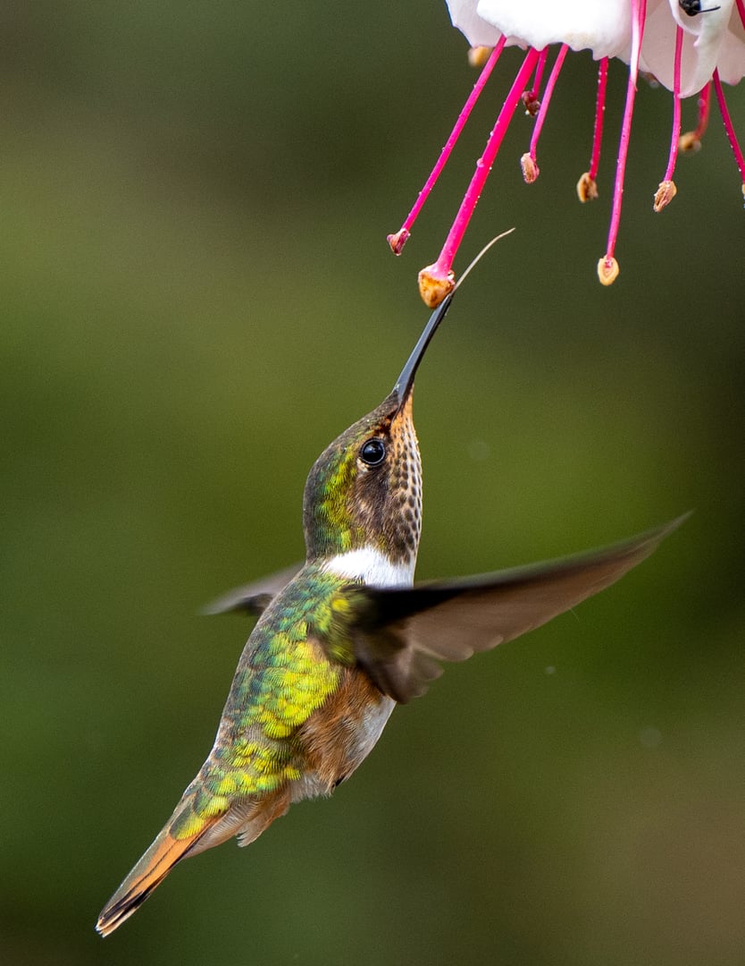 Hummingbird fluttering while feeding from a white flower with pink stamens against a blurred green background.