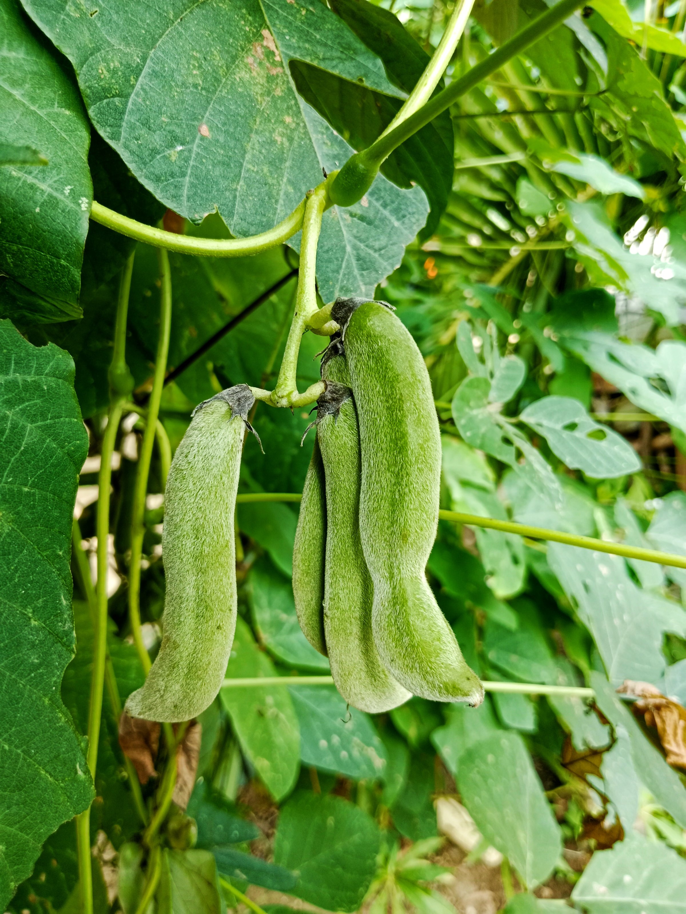 Green mucuna pruriens hanging from the stem