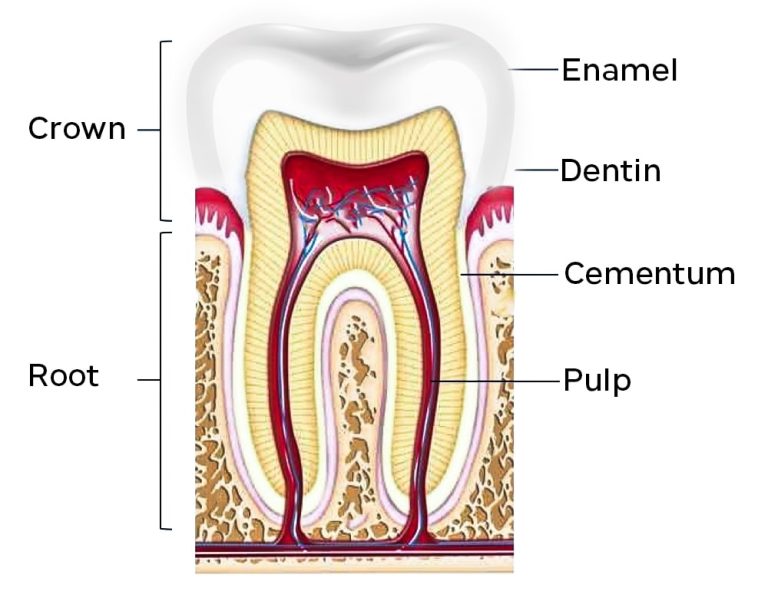Tooth anatomy diagram showing enamel, dentine, and pulp layers