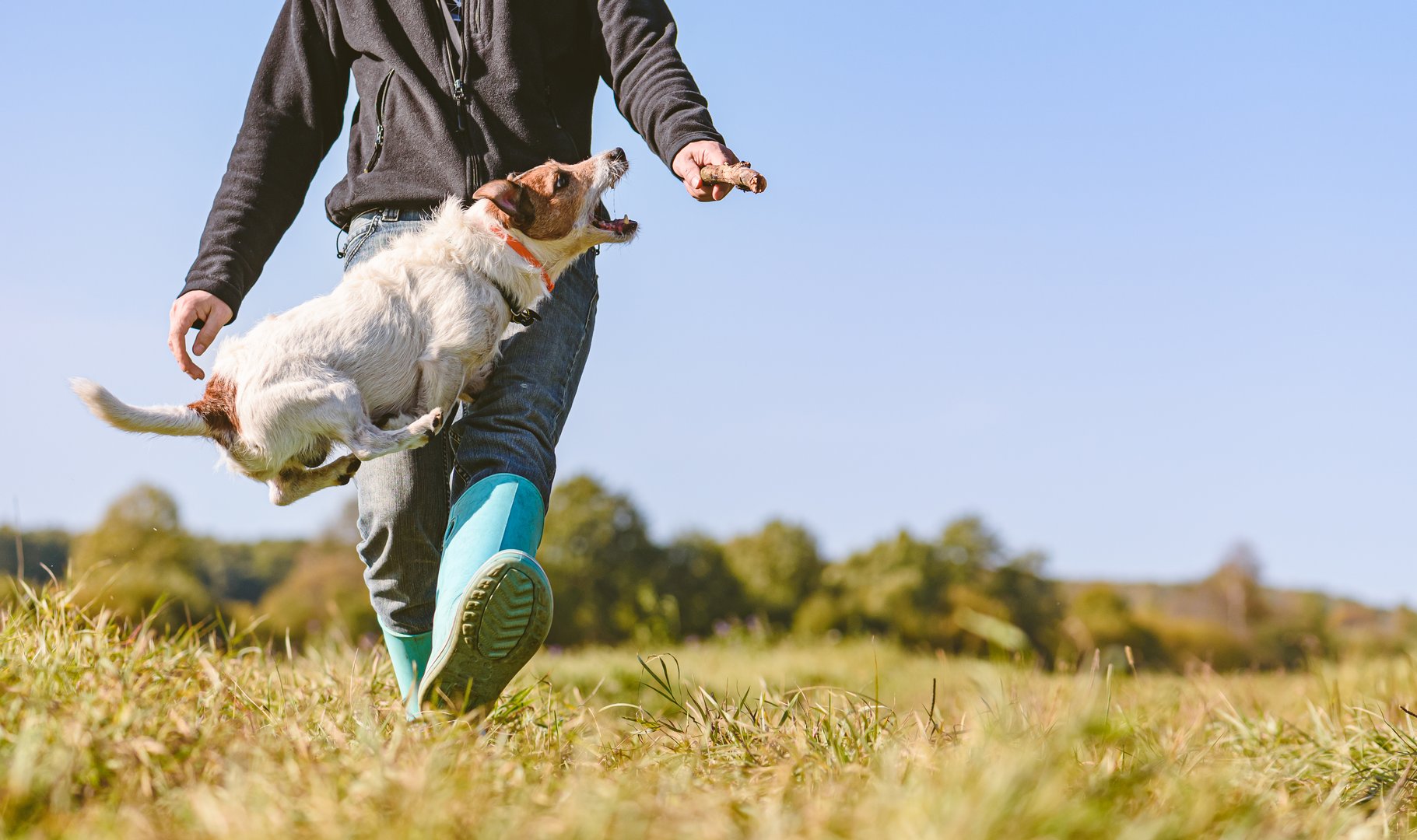 Jack Russell Terrier dog jumping over leg of owner