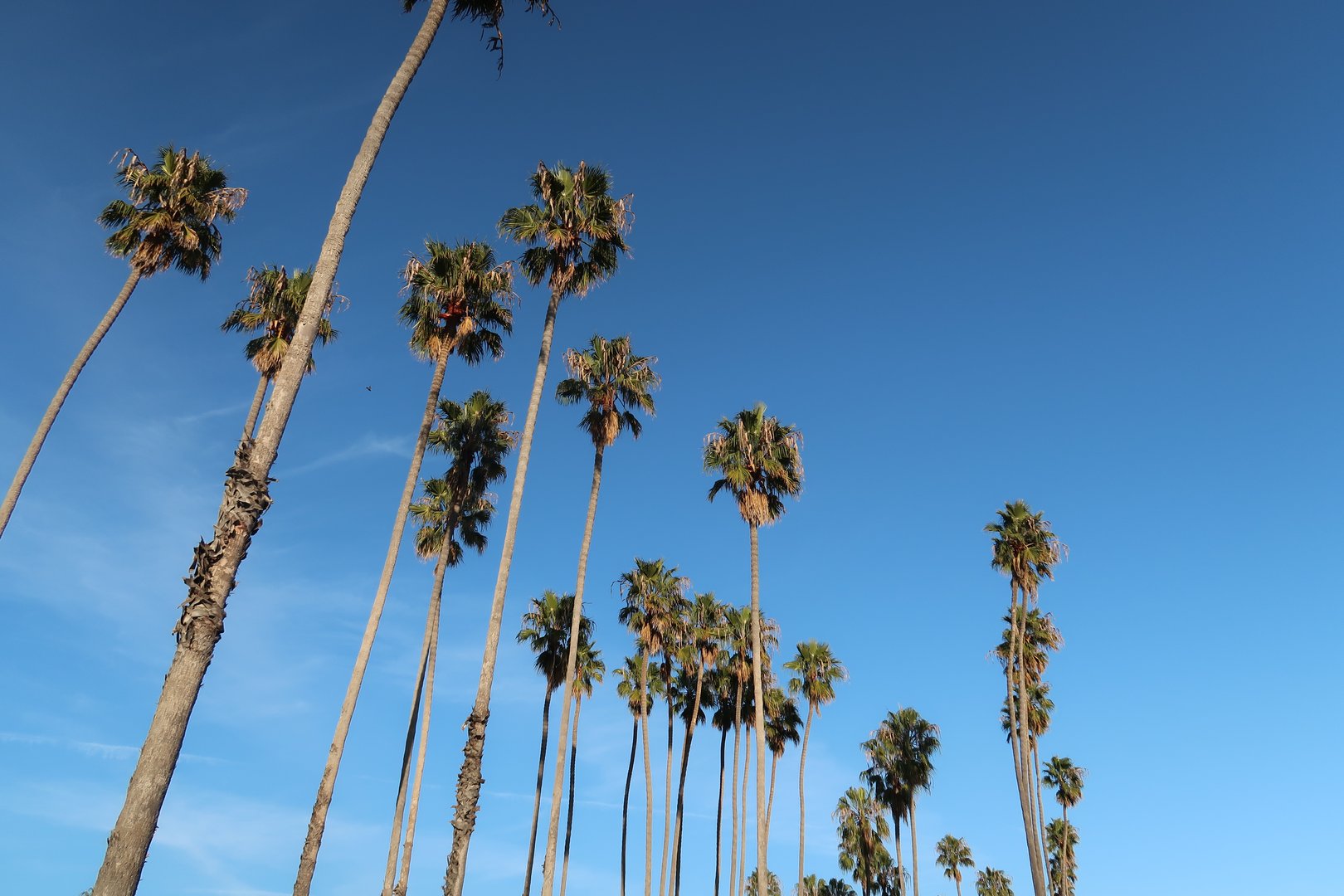 Palm Trees and Blue Skies in Santa Barbara
