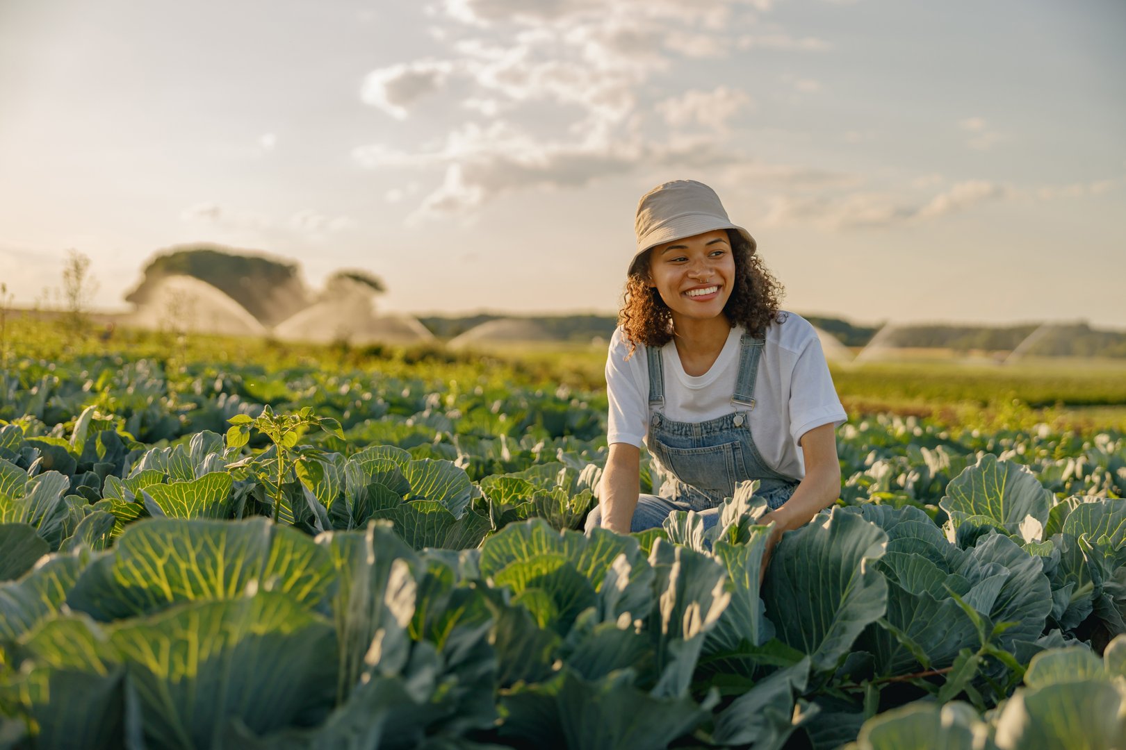 Woman farmer in uniform working in cabbage field during harvest. Agricultural activity