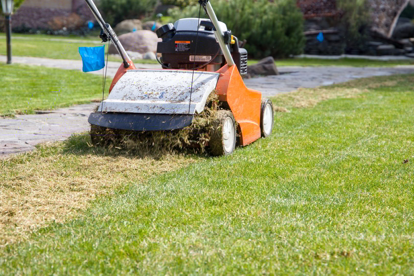 Scarification and aeration of the lawn with a scarifier.