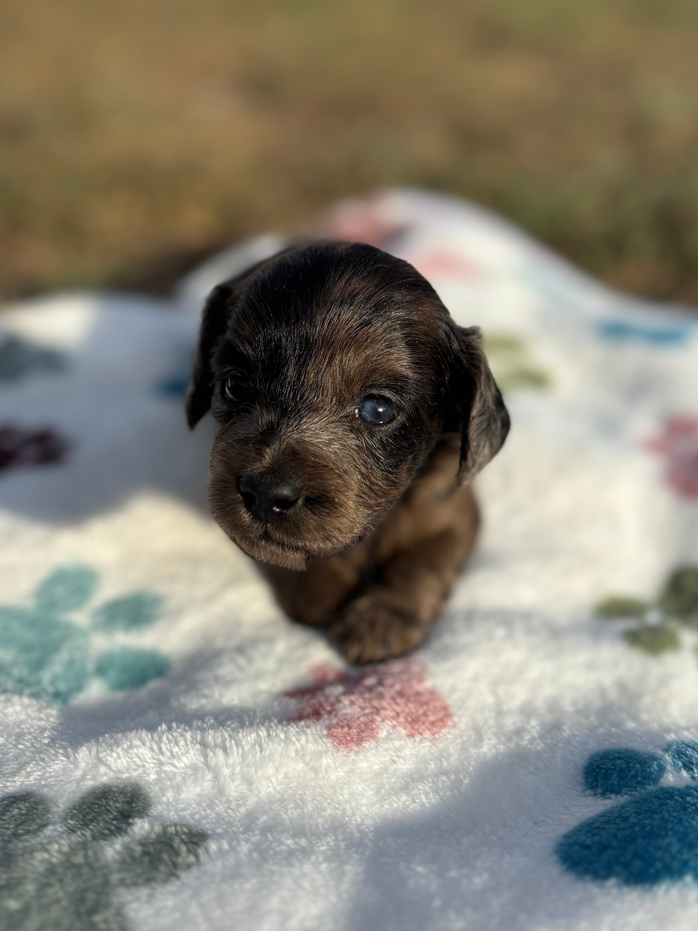 A small dachshund puppy sitting on a blanket with colorful paw prints outdoors.