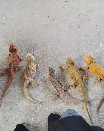 The Herpetarium animal