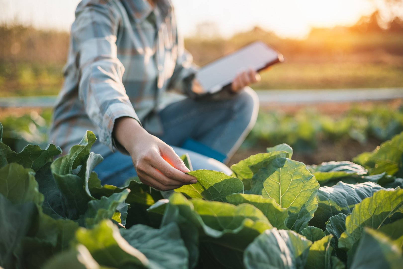 asian woman use tablet to check vegetable growing information in the garden