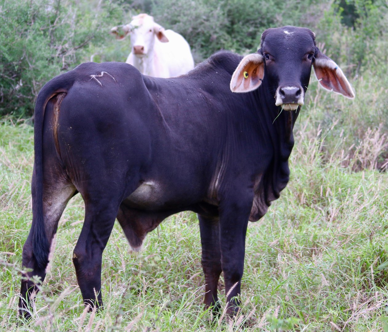 Free ranging Brahman cross beef cattle.