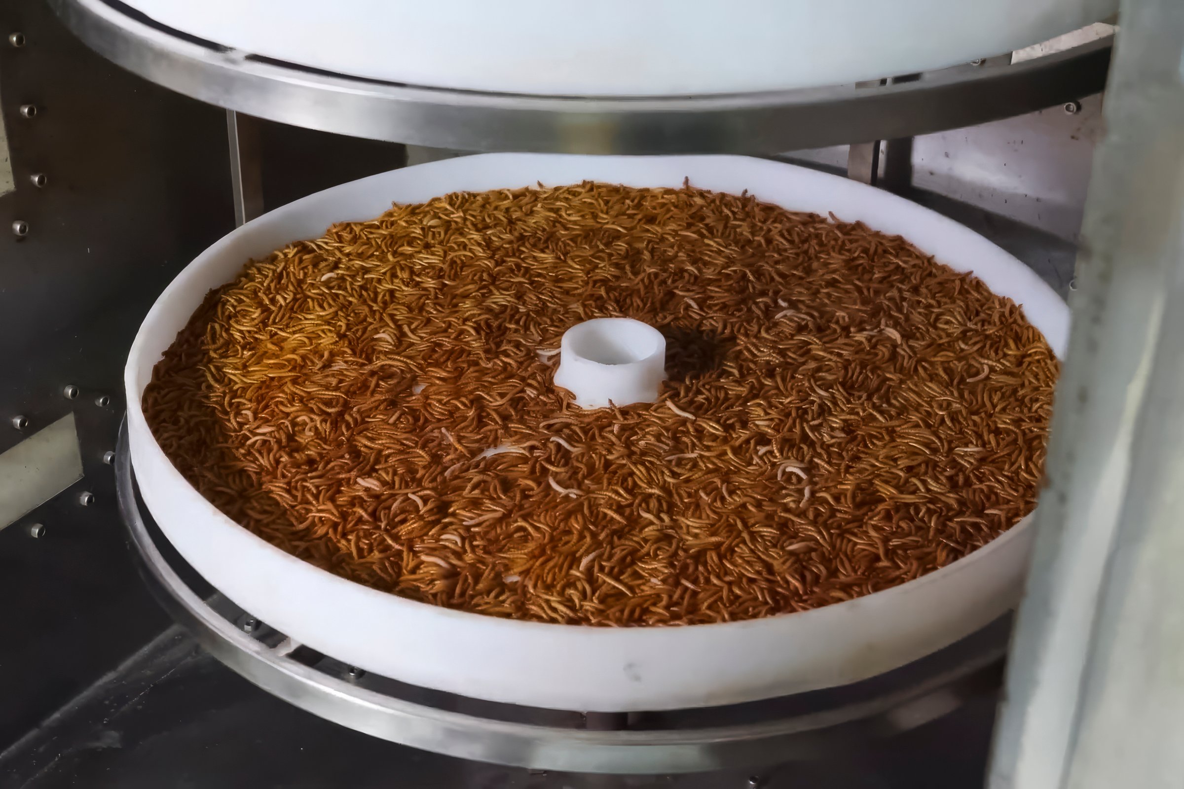 Black Soldier Fly larvae farming technology