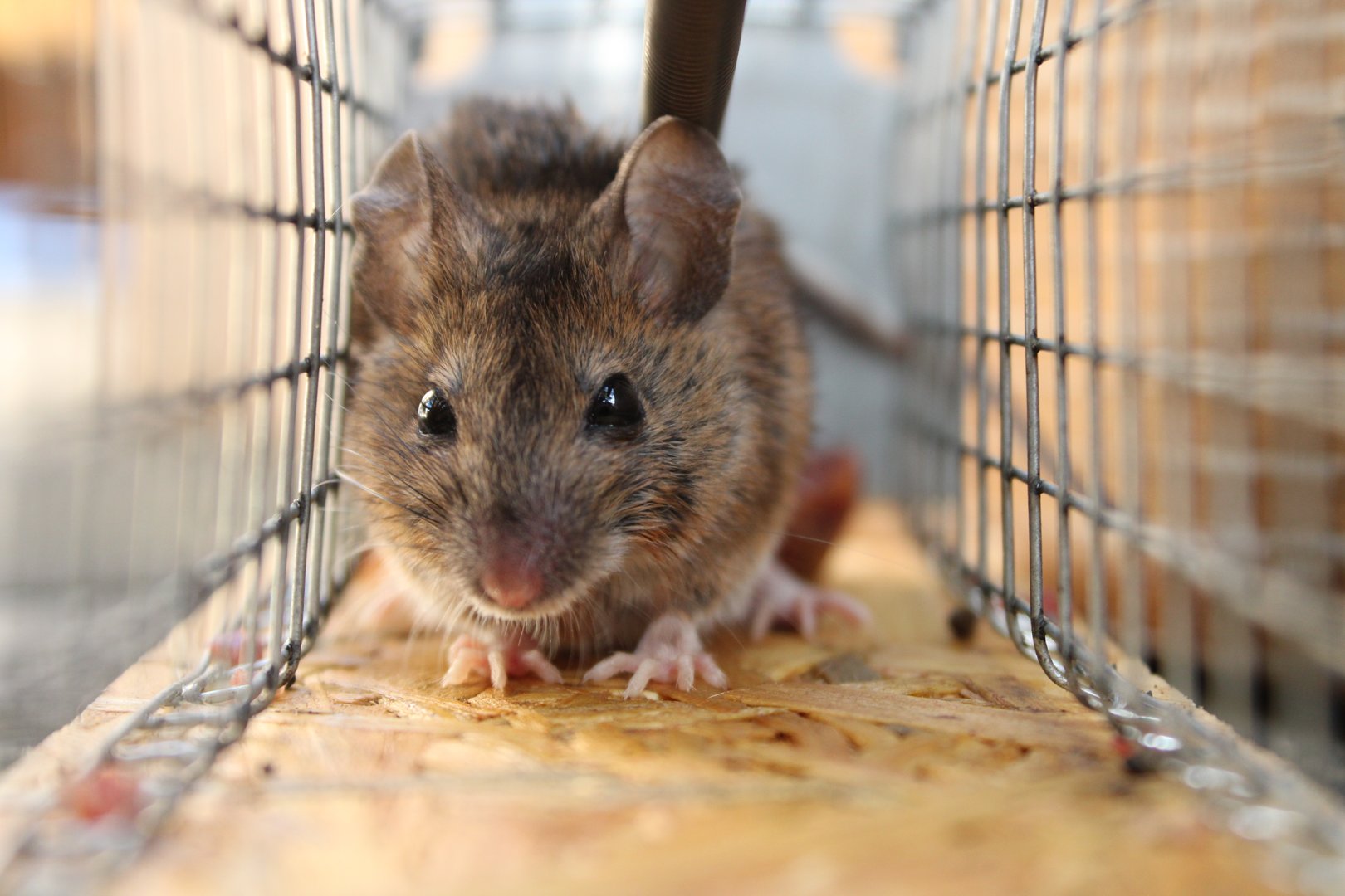 Rat in mousetrap - rat control service