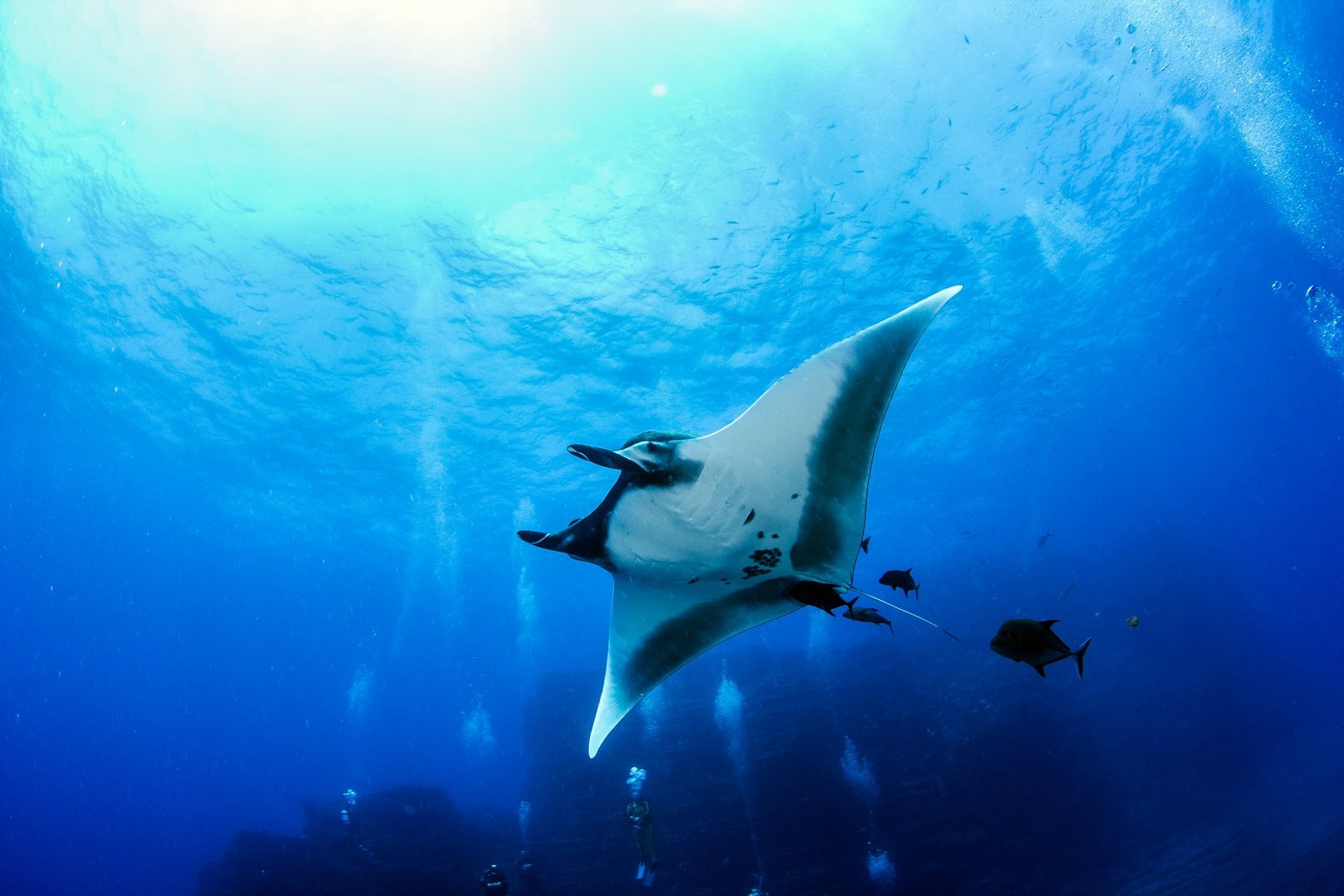 Kona Ocean Adventures manta ray night dive in Kona, Hawaiʻi