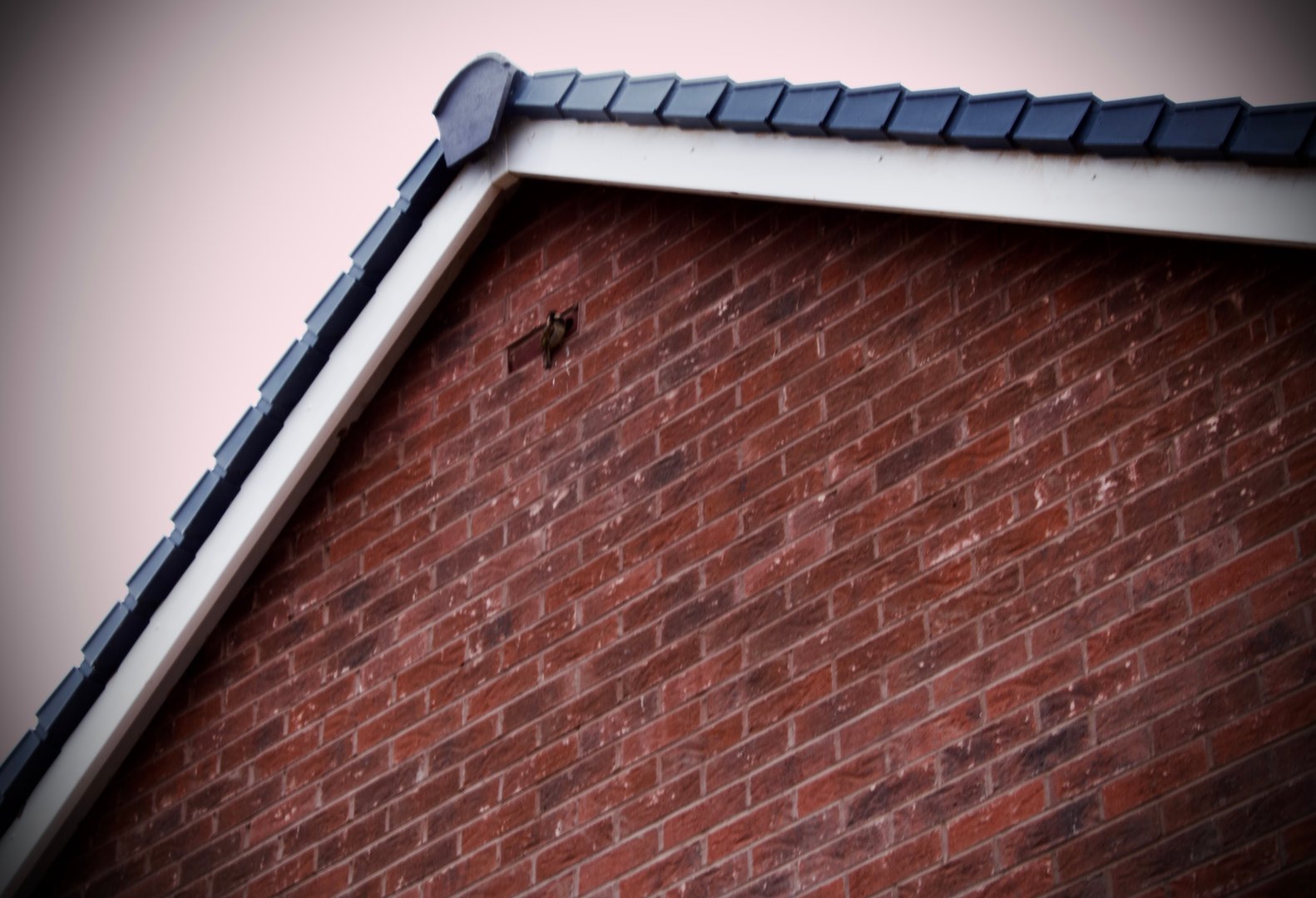 Sparrow Nesting In a 2022 Built house